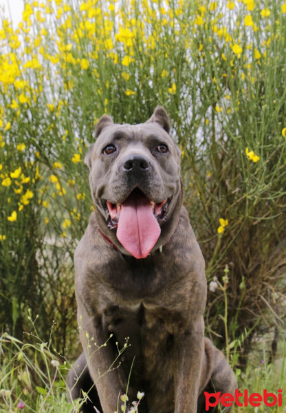 Cane Corso Italiano, Köpek  Napoli fotoğrafı