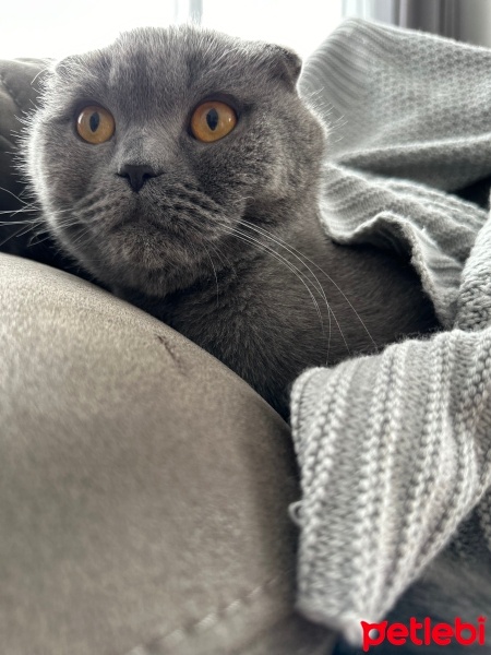 Scottish Fold, Kedi  Yuji fotoğrafı