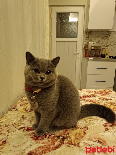 British Shorthair, Kedi  Şila fotoğrafı