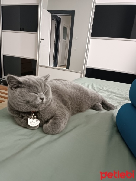 British Shorthair, Kedi  Şila fotoğrafı
