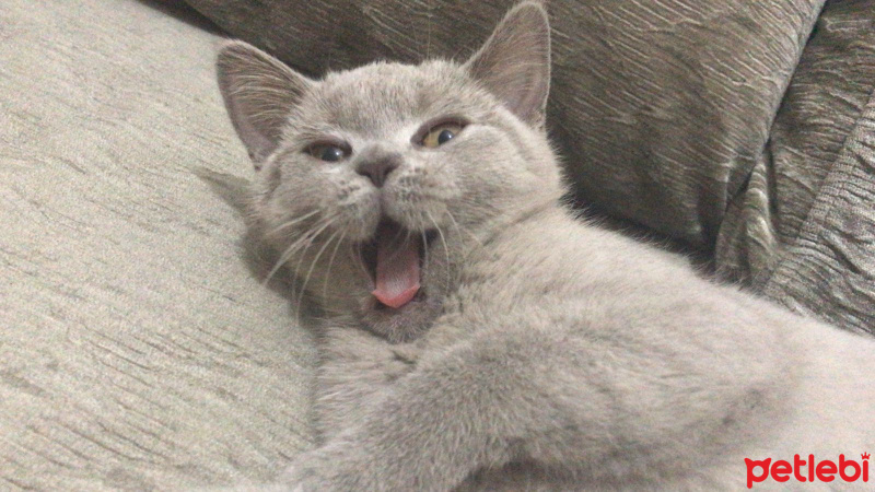 British Shorthair, Kedi  arya fotoğrafı