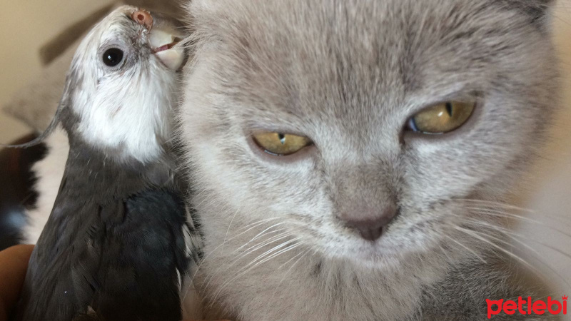 British Shorthair, Kedi  arya fotoğrafı
