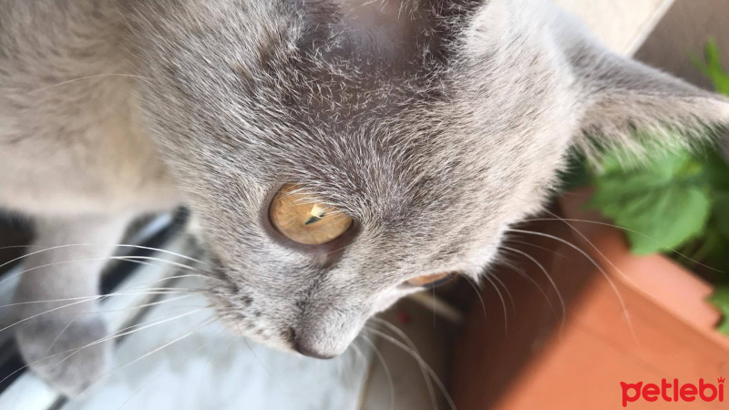 British Shorthair, Kedi  arya fotoğrafı