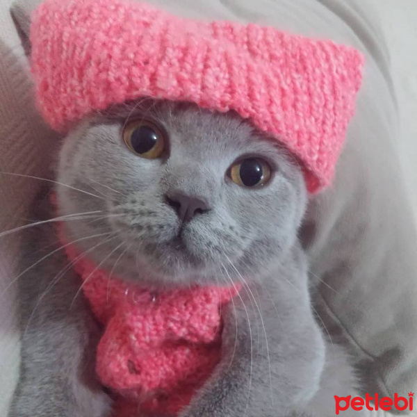 British Shorthair, Kedi  arya fotoğrafı