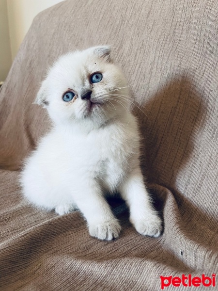 Scottish Fold, Kedi  Pamuk fotoğrafı