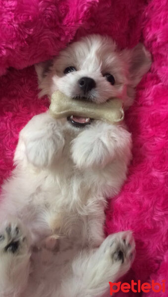 Maltese, Köpek  köpük fotoğrafı