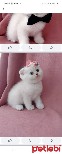 Scottish Fold, Kedi  Suzy fotoğrafı