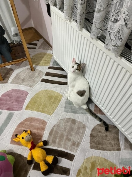Tekir Kedi, Kedi  Nohut fotoğrafı
