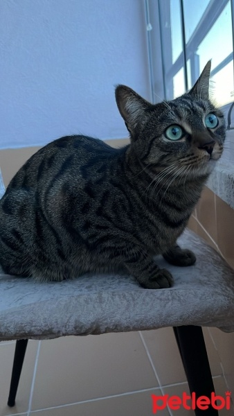 Tekir Kedi, Kedi  Mercimek fotoğrafı