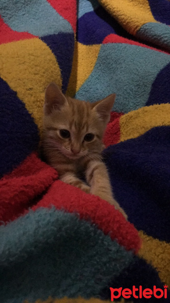 Van Kedisi, Kedi  Minik fotoğrafı