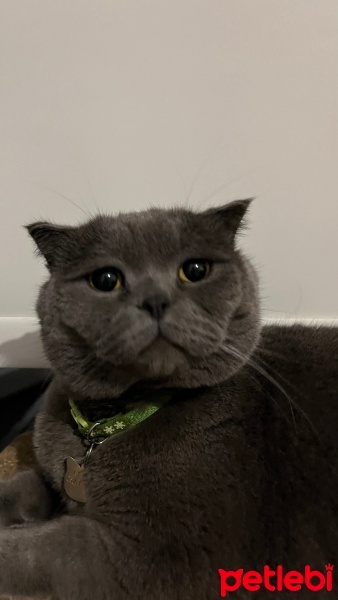 Scottish Fold, Kedi  Floki fotoğrafı