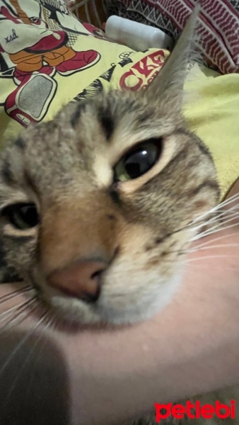 Tekir Kedi, Kedi  Keanu fotoğrafı