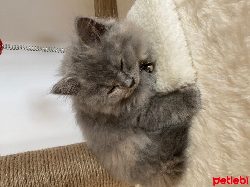 British Longhair, Kedi  Riva fotoğrafı