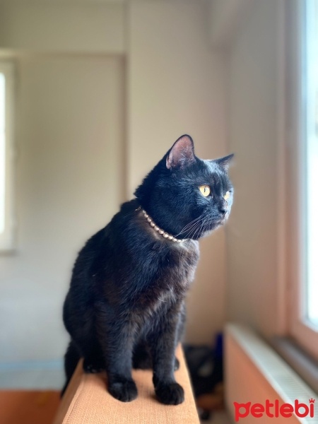 British Shorthair, Kedi  TILSIM fotoğrafı