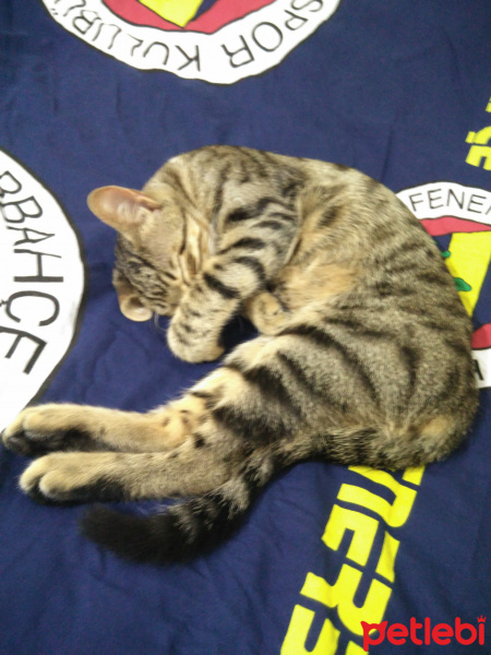 Tekir Kedi, Kedi  Recai fotoğrafı