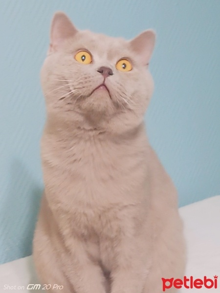 British Shorthair, Kedi  Tombik fotoğrafı