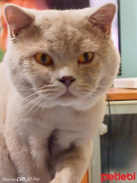 British Shorthair, Kedi  Tombik fotoğrafı