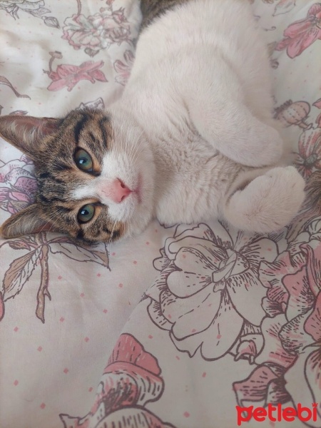 Tekir Kedi, Kedi  Memati fotoğrafı
