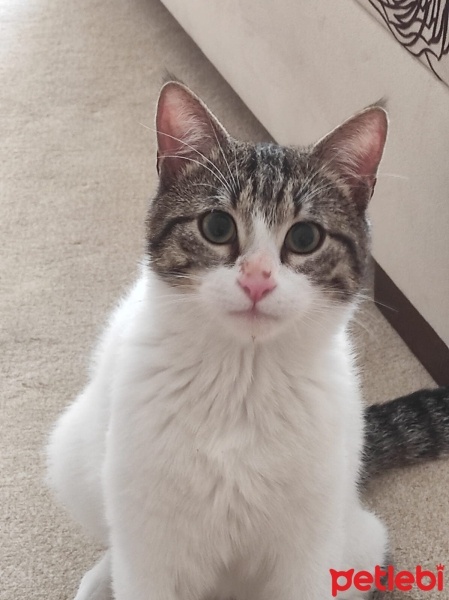 Tekir Kedi, Kedi  Memati fotoğrafı