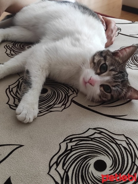 Tekir Kedi, Kedi  Memati fotoğrafı