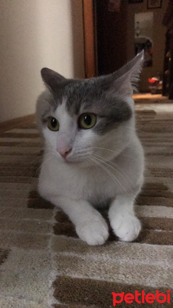 Tekir Kedi, Kedi  LUCY fotoğrafı