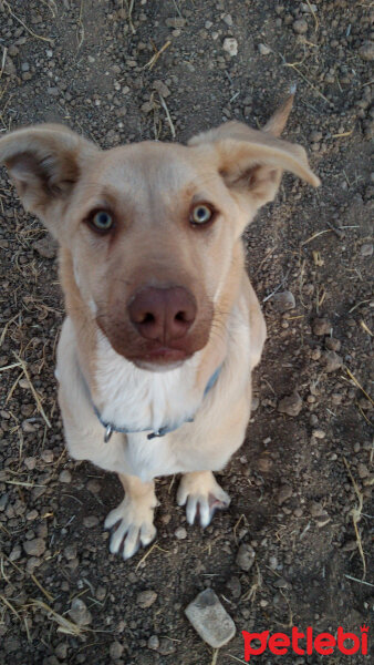 Sokö (Sokak Köpeği), Köpek  Dino fotoğrafı