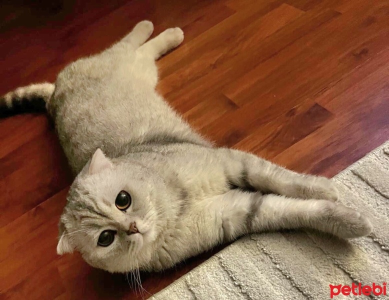 Scottish Fold, Kedi  Bonnie fotoğrafı