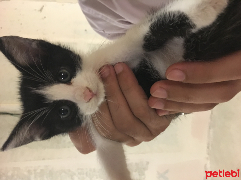 Tekir Kedi, Kedi  Bulut fotoğrafı