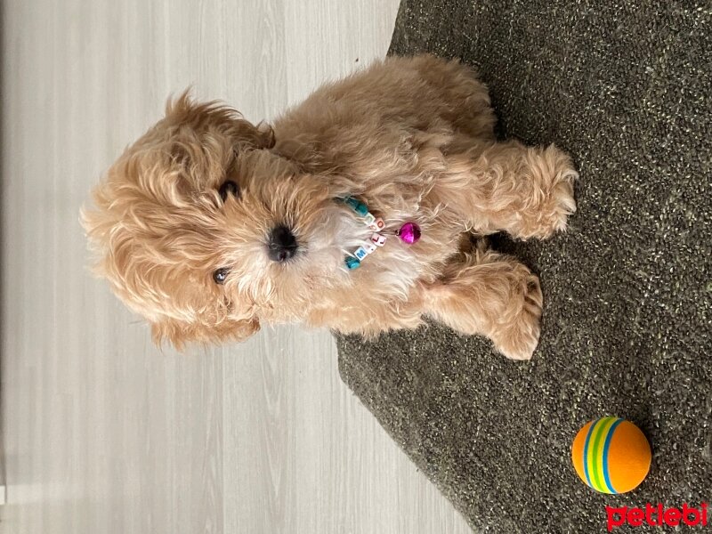 Poodle (Minyatür Kaniş), Köpek  Milou-chan fotoğrafı