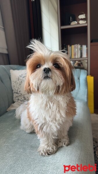 Shih Tzu, Köpek  Ruby fotoğrafı