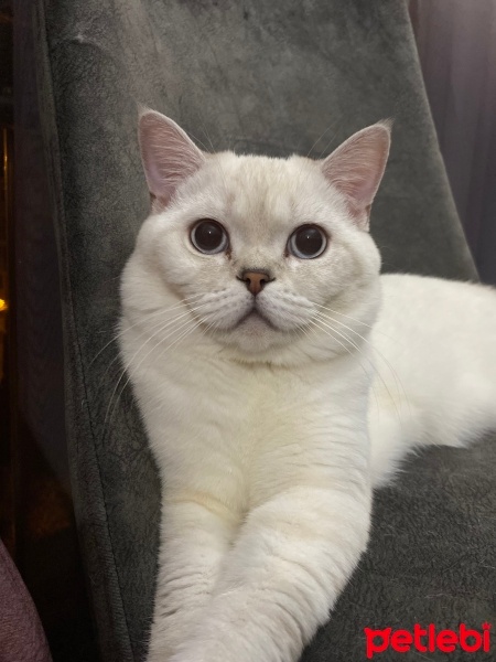 British Shorthair, Kedi  Şıpıdık fotoğrafı