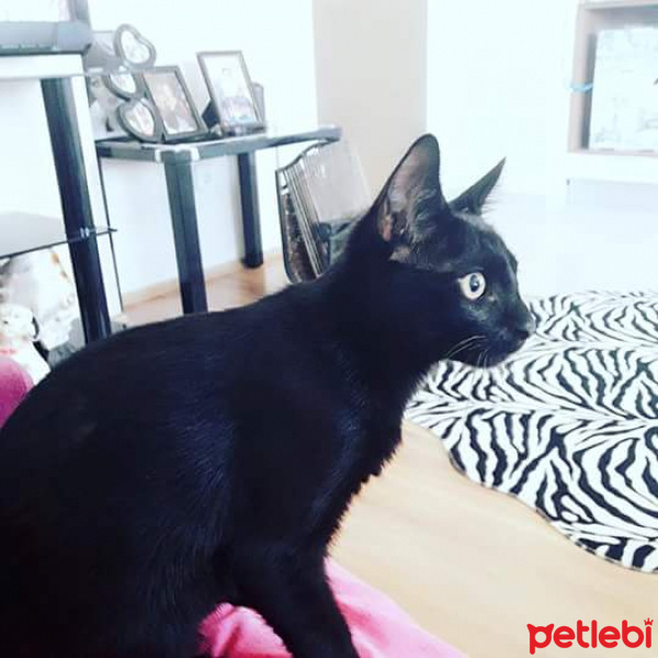 Bombay, Kedi  Alex fotoğrafı