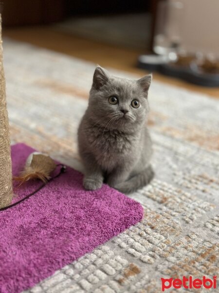 British Shorthair, Kedi  Patisu fotoğrafı