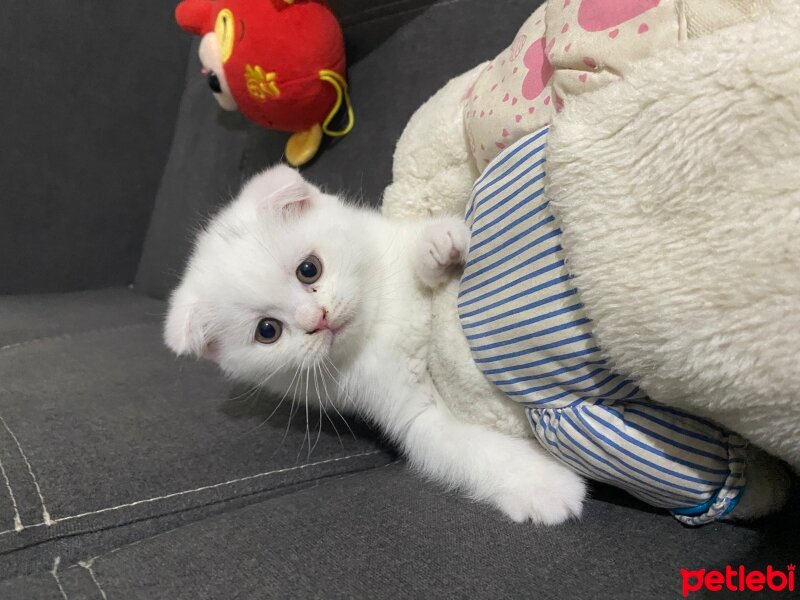 Scottish Fold, Kedi  Pamuukk fotoğrafı