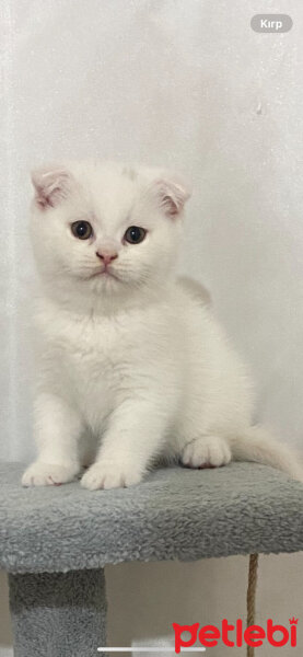 Scottish Fold, Kedi  Pamuukk fotoğrafı