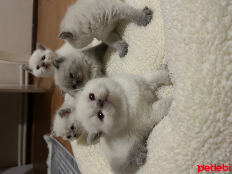 British Shorthair, Kedi  Kedi fotoğrafı