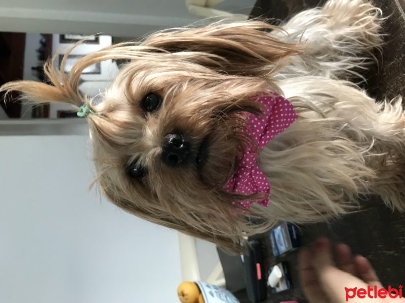 Yorkshire Terrier, Köpek  Naz fotoğrafı