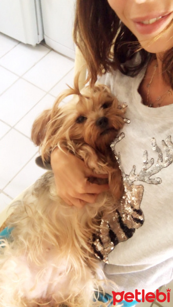 Yorkshire Terrier, Köpek  Naz fotoğrafı