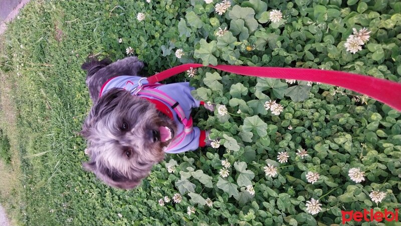 Avustralya Terrier, Köpek  Zeytin fotoğrafı