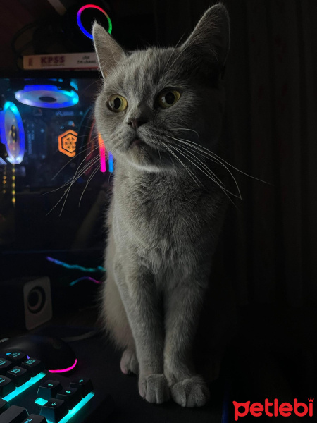 British Shorthair, Kedi  Şuku fotoğrafı