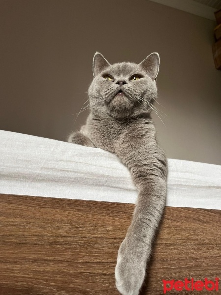 British Shorthair, Kedi  Şuku fotoğrafı