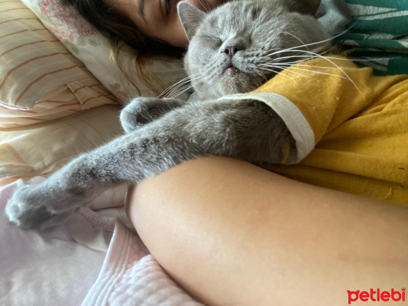 British Shorthair, Kedi  Şuku fotoğrafı