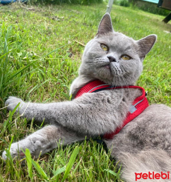 British Shorthair, Kedi  Şuku fotoğrafı