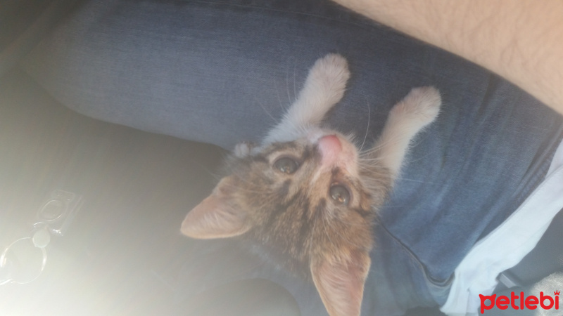 Tekir Kedi, Kedi  Paşam fotoğrafı