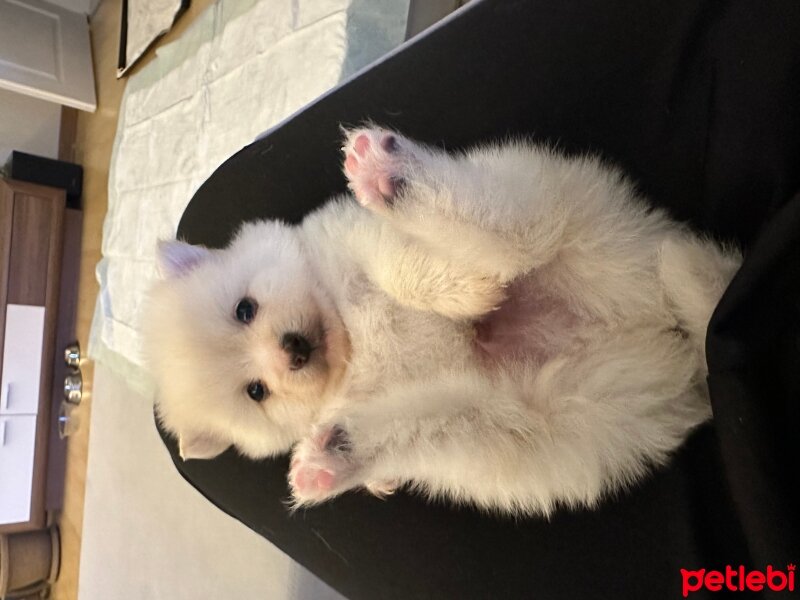 Pomeranyalı, Köpek  Queen&thor fotoğrafı