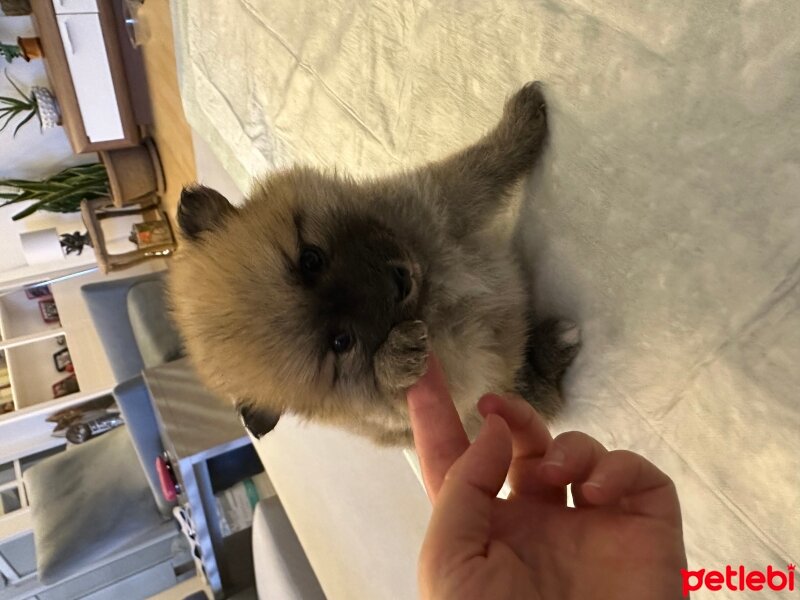 Pomeranyalı, Köpek  Queen&thor fotoğrafı