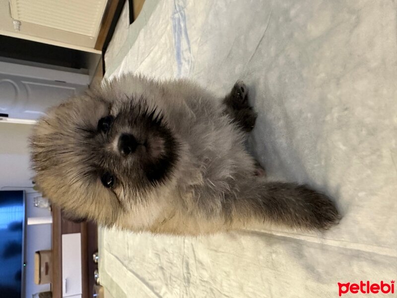 Pomeranyalı, Köpek  Queen&thor fotoğrafı