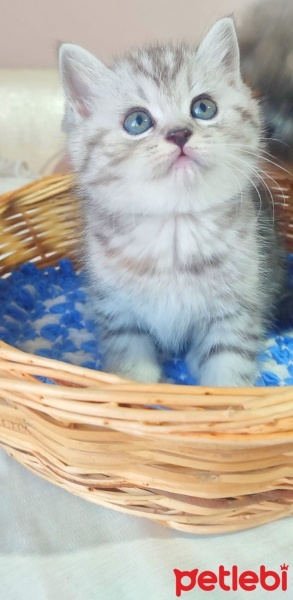 American Shorthair, Kedi  HOŞRİK fotoğrafı