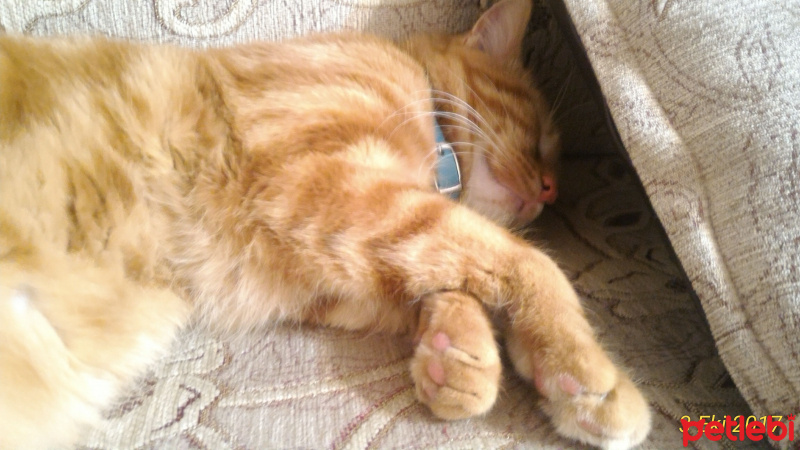 Tekir Kedi, Kedi  Garfield fotoğrafı