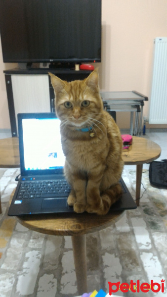 Tekir Kedi, Kedi  Garfield fotoğrafı